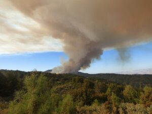 Large Fire Plume in Forest